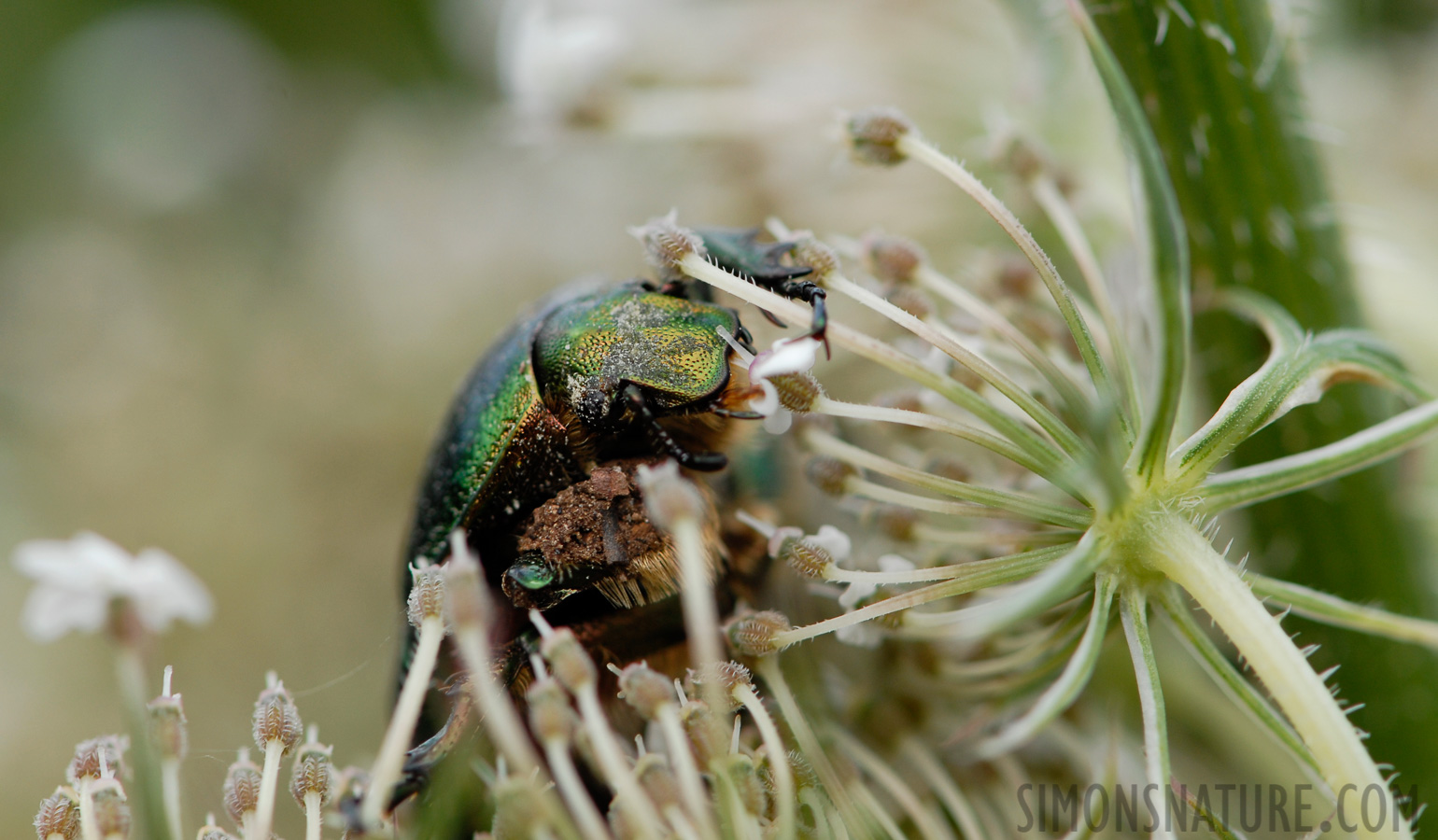 Cetonia aurata [105 mm, 1/200 sec at f / 7.1, ISO 200]